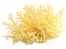 Sea Moss