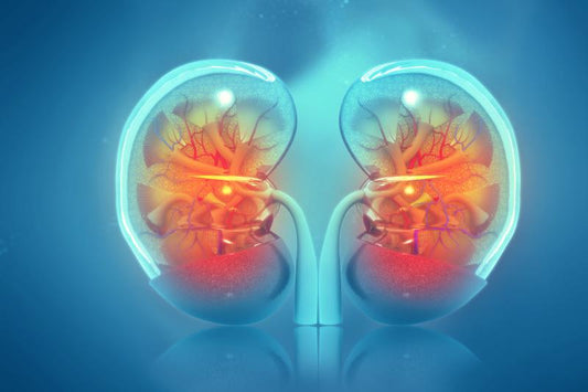 Shilajit as a Kidney Tonic: Potential Benefits for Kidney Health